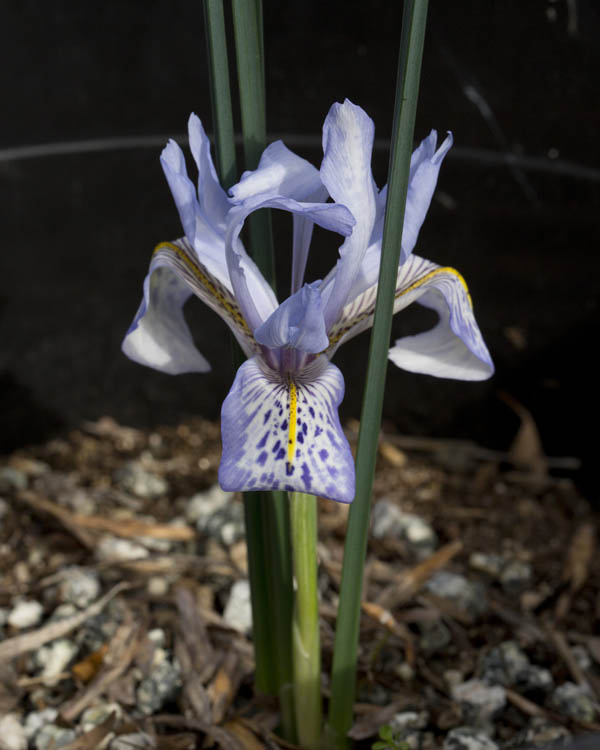 Iris histrio subsp. histrio