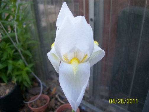 Iris hoogiana