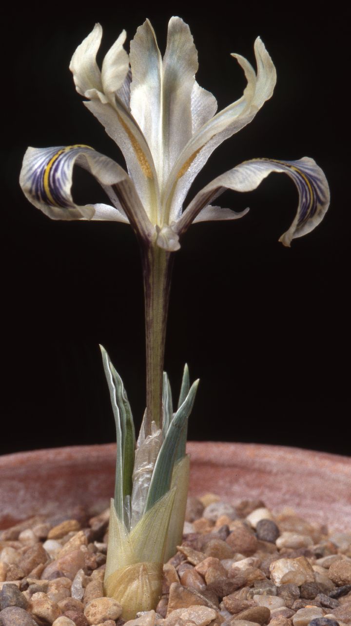 Iris hymenospatha subsp. leptoneura