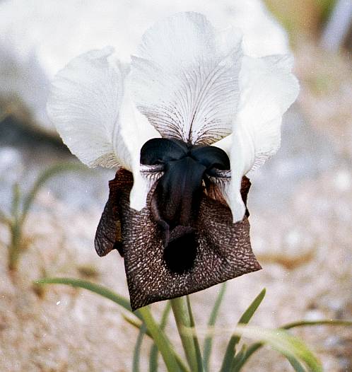 Iris iberica