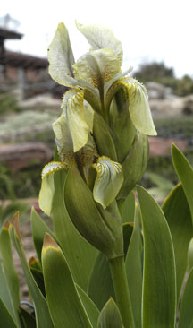 Iris imbricata