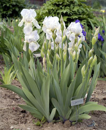 Iris junonia