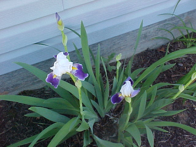 Iris junonia