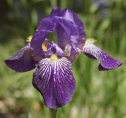 Iris kashmiriana