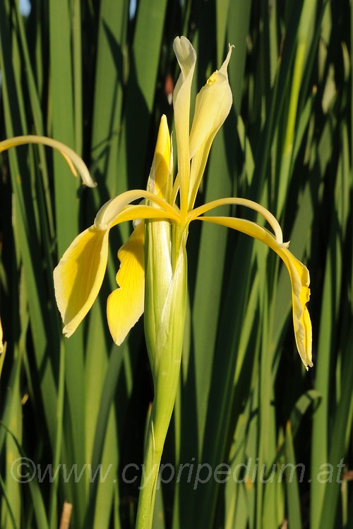 Iris kerneriana