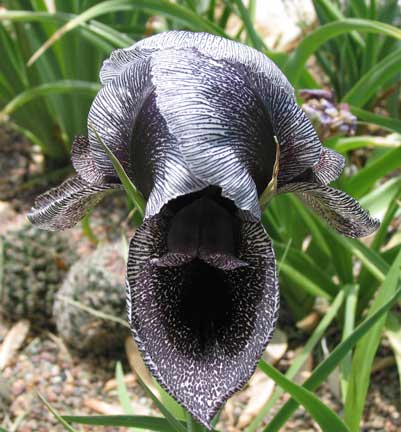Iris kirkwoodiae