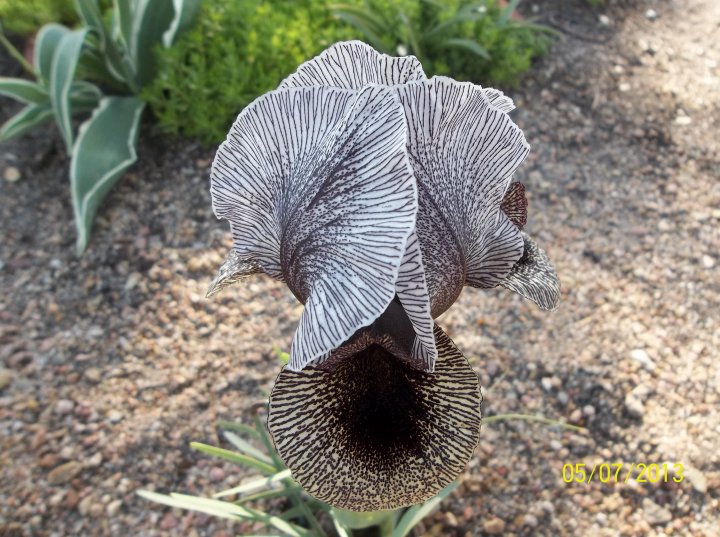 Iris kirkwoodiae
