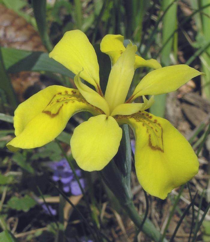 Iris koreana
