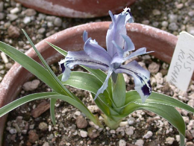 Iris kuschakewiczii