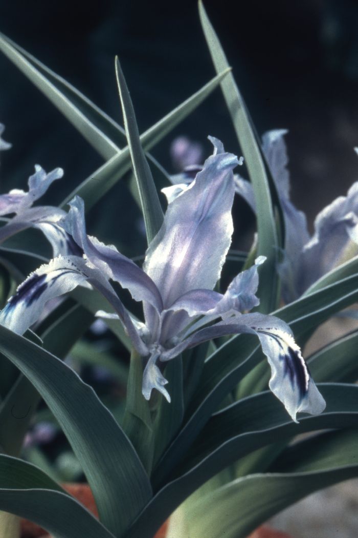 Iris kuschakewiczii