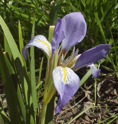 Iris lazica