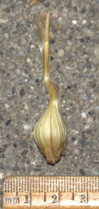 Iris leptorhiza