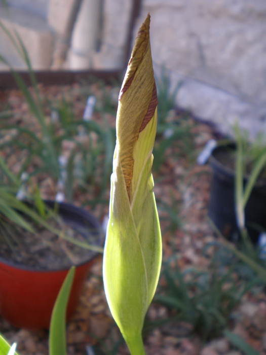 Iris lineata