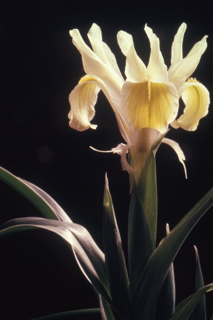 Iris linifolia