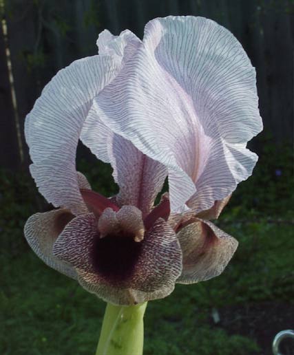 Iris lortetii subsp. samariae