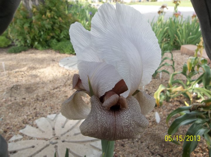 Iris lortetii subsp. samariae