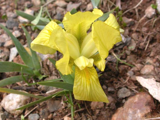 Iris lutescens