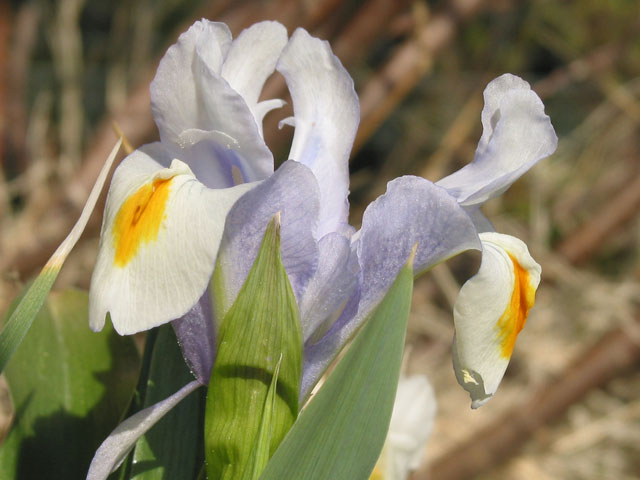 Iris magnifica