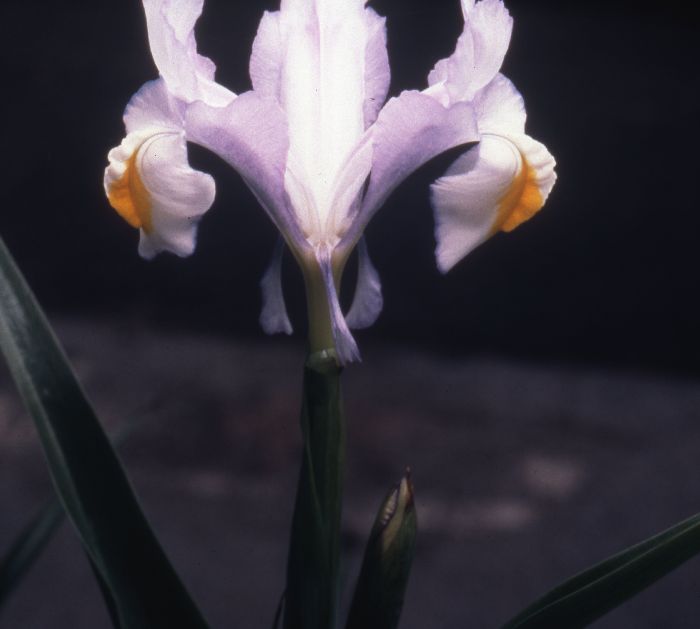 Iris magnifica
