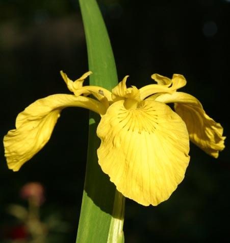 Iris mzchetica