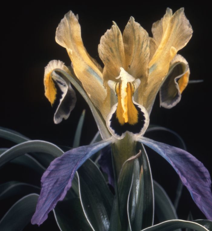 Iris narbutii