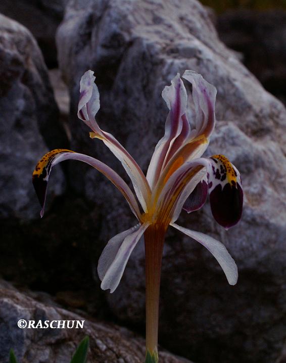 Iris nicolai