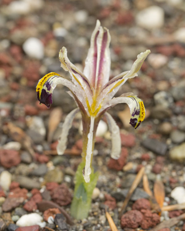 Iris nicolai