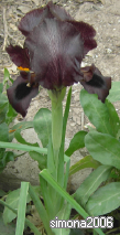 Iris nigricans