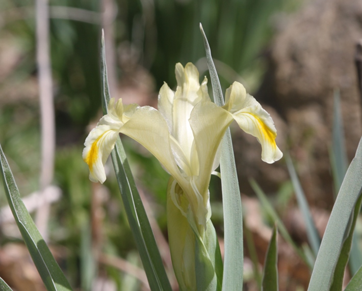 Iris orchioides