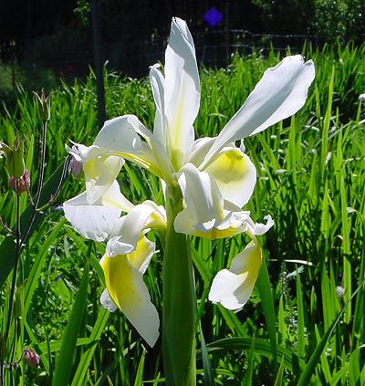 Iris orientalis