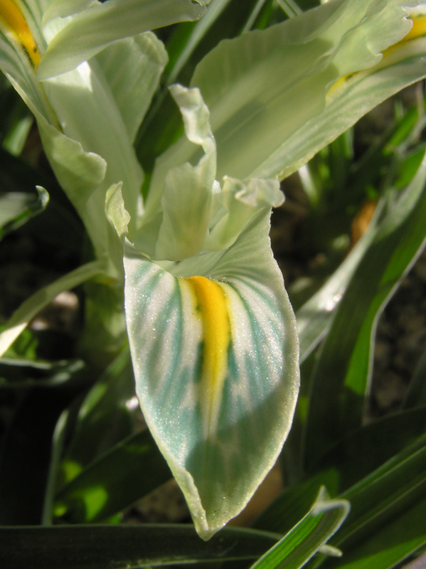 Iris palestina