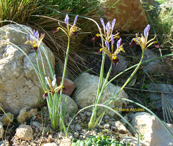 Iris pamphylica 