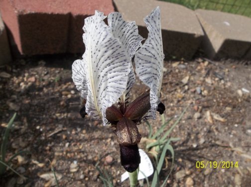 Iris paradoxa f. choschab
