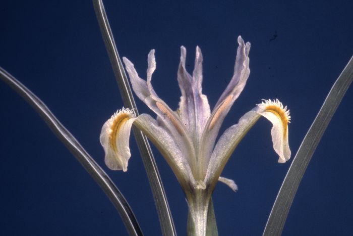 Iris parvula
