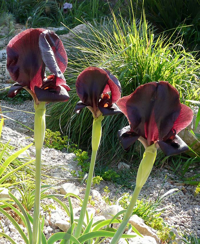 Iris petrana