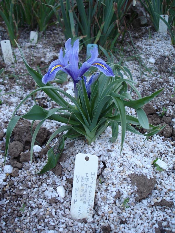 Iris planifolia