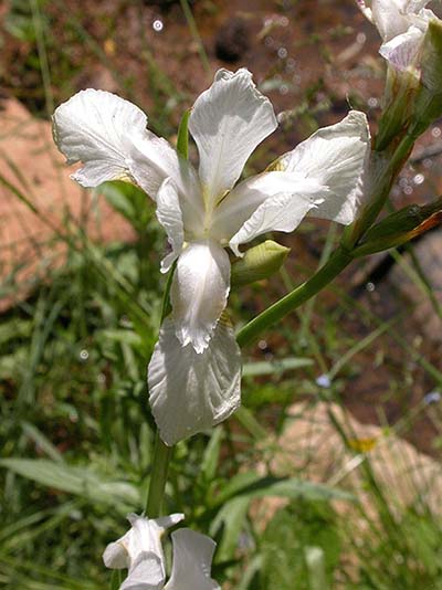 Iris prismatica