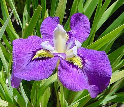 Iris pseudacorus hybrids