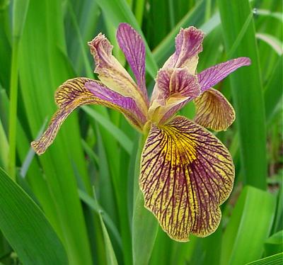 Iris pseudacorus hybrids