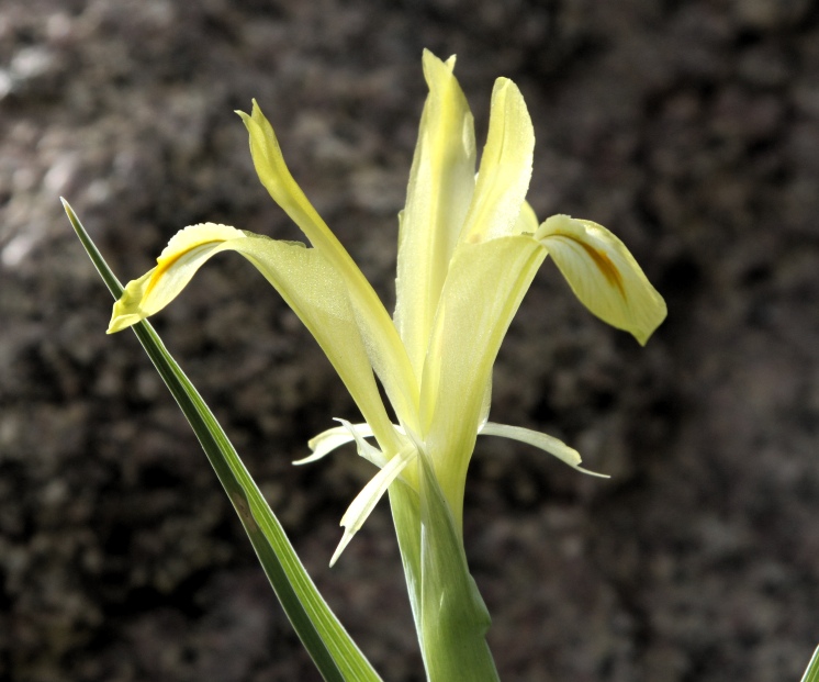 Iris pseudocapnoides