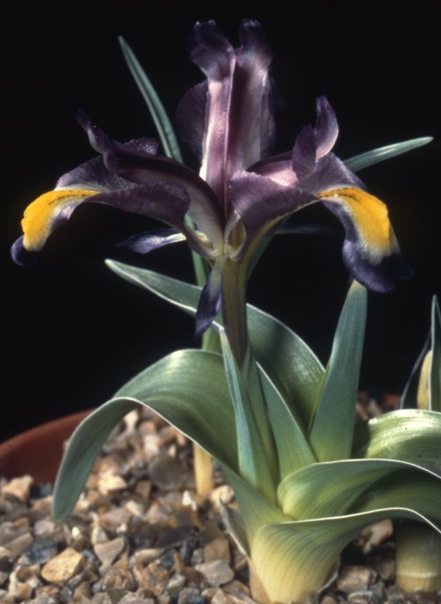 Iris pseudocaucasica 