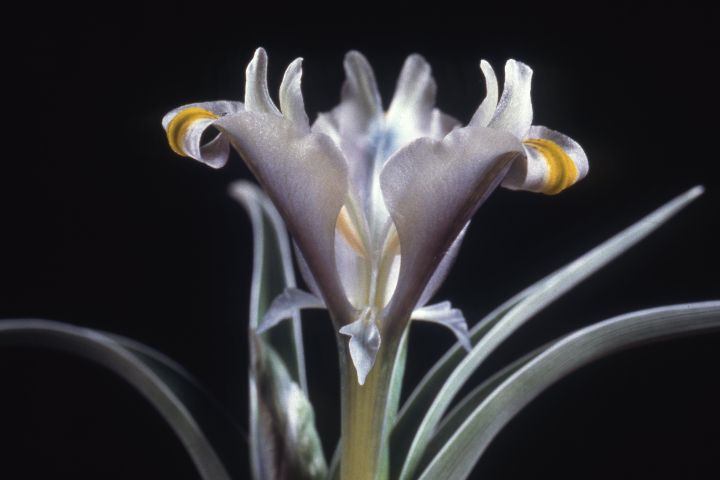 Iris pseudocaucasica 