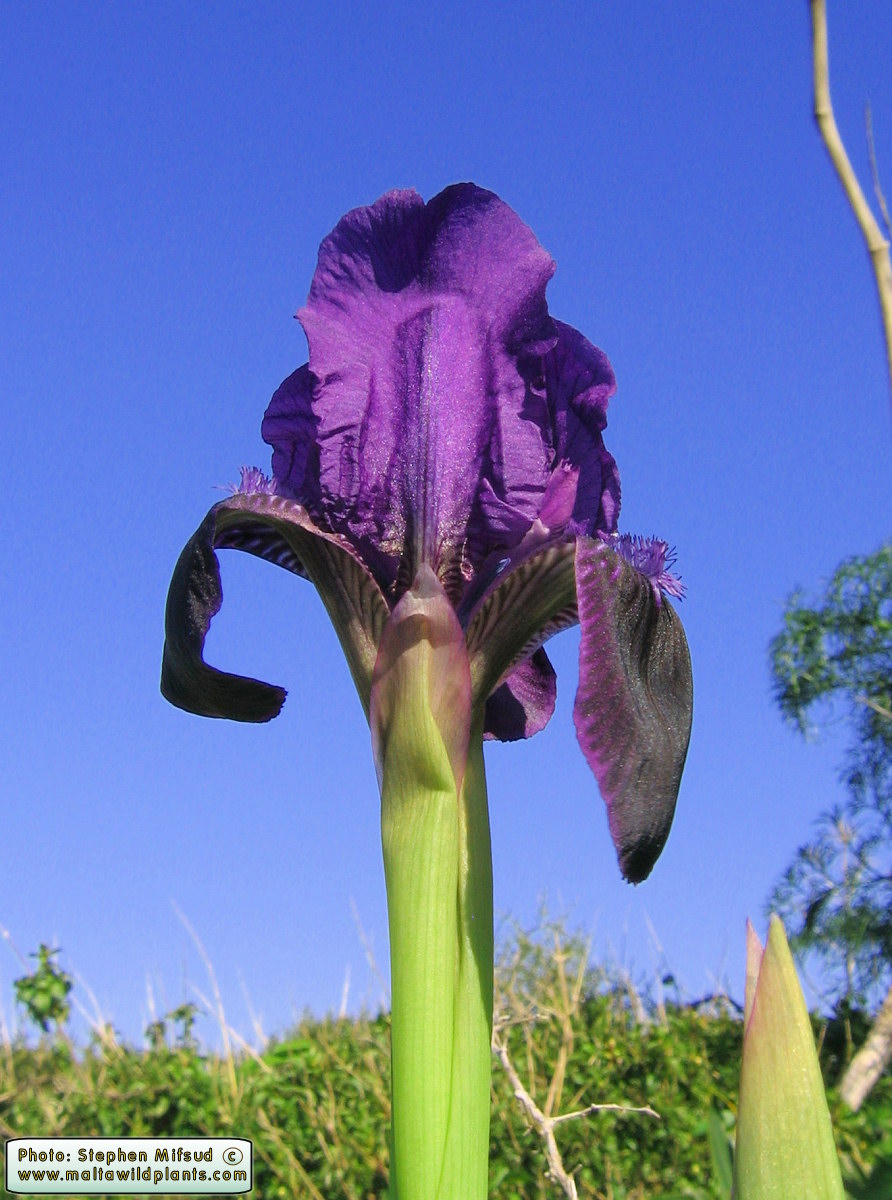 Iris pseudopumila