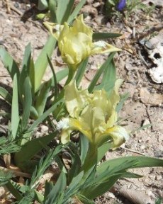 Iris pumila subsp. taurica