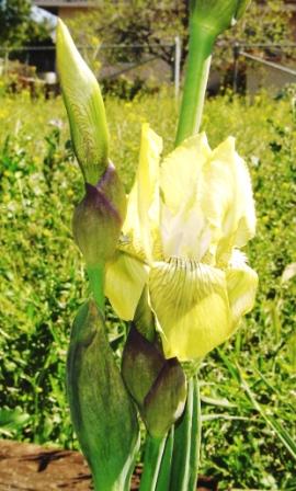 Iris purpureobractea