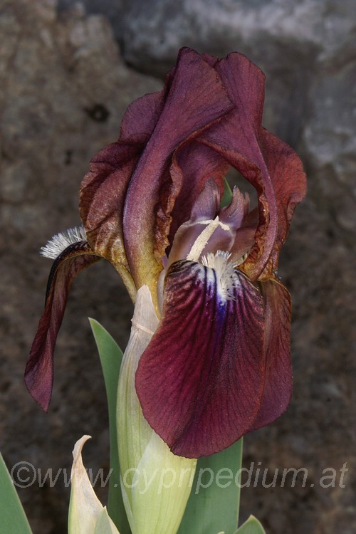 Iris reichenbachii