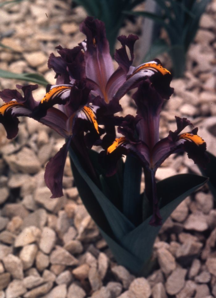 Iris rosenbachiana