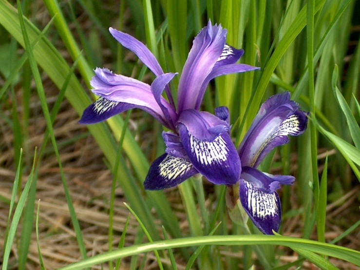 Iris ruthenica