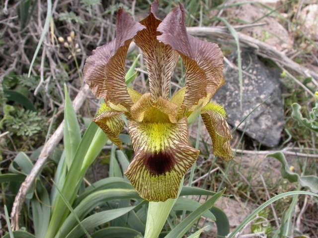 Iris schachtii