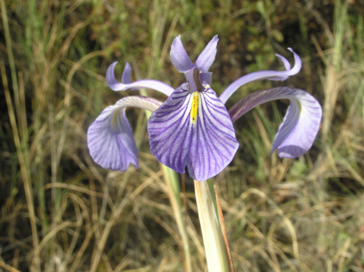 Iris serotina